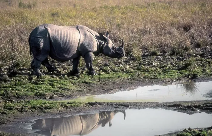 Framed Print : Indian Rhinoceros (Rhinoceros unicornis) in the swamp