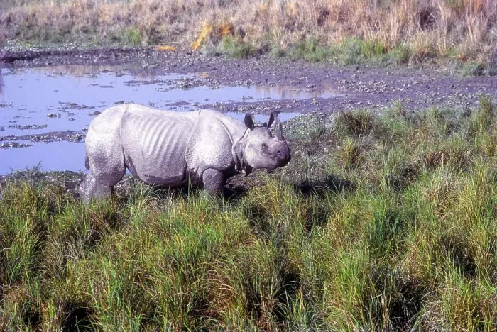 Framed Print : Indian Rhinoceros (Rhinoceros unicornis) in the swamp