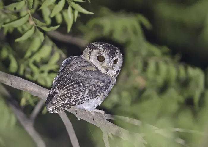 Framed Print : Indian Scops-owl (Otus bakkamoena bakkamoena)