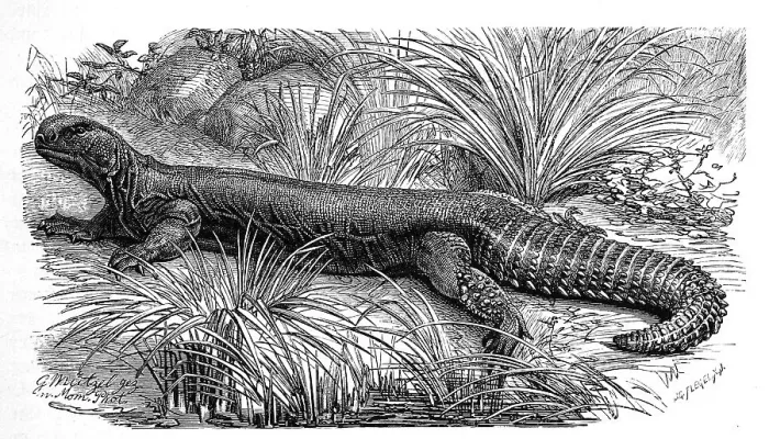 Framed Print : Indian spiny-tailed dragon, Uromastyx hardwickei Framed Print : Indian spiny-tailed dragon, Uromastyx hardwickei