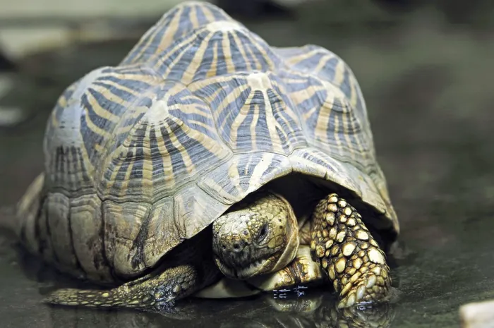 Framed Print : Indian star tortoise (Geochelone elegans) (Testudo elegans) Framed Print : Indian star tortoise (Geochelone elegans) (Testudo elegans)