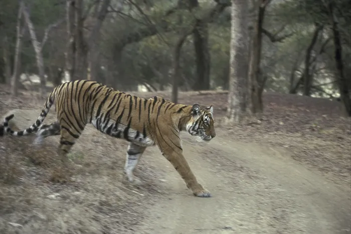 Framed Print : Indian Tiger (Panthera tigris), walking onto track Framed Print : Indian Tiger (Panthera tigris), walking onto track