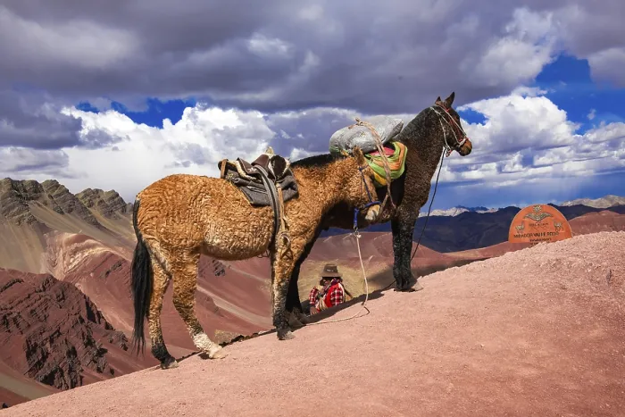 Framed Print : Indigenous guide with packhorses Framed Print : Indigenous guide with packhorses