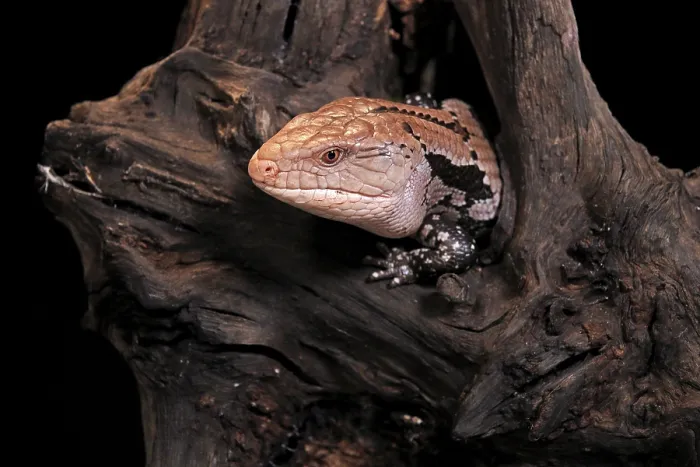 Framed Print : Indonesian blue-tongued skink (Tiliqua gigas)