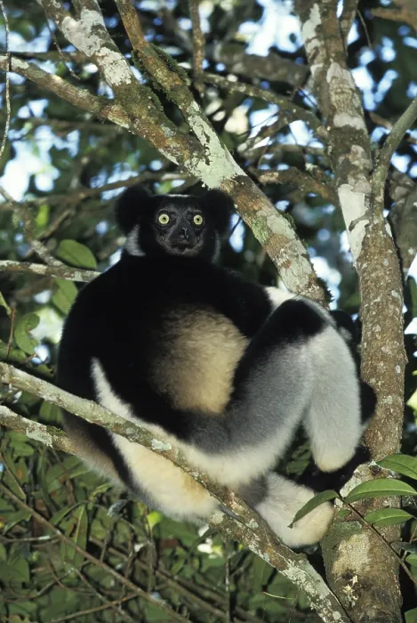 Framed Print : Indri (INDRI indri) adult IN THE TREE, MADAGASCAR Framed Print : Indri (INDRI indri) adult IN THE TREE, MADAGASCAR