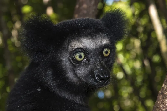 Framed Print : Indri (Indri indri), animal portrait