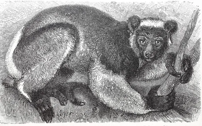 Framed Print : The indri (Indri indri), is a primate species from the Indri-like lemur family