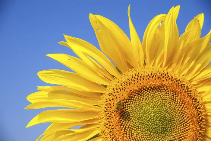 Framed Print : Inflorescence of a Sunflower (Helianthus annuus) with a Honey Bee (Apis mellifera) Framed Print : Inflorescence of a Sunflower (Helianthus annuus) with a Honey Bee (Apis mellifera)