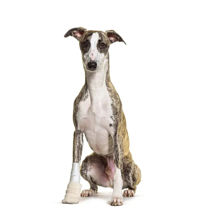 Framed Print : Injured whippet dog sitting, bandaged paw