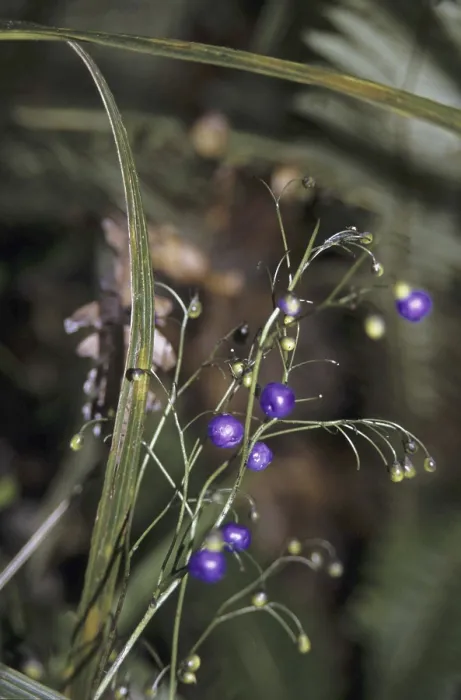 Framed Print : Inkberry (Dianella nigra) Framed Print : Inkberry (Dianella nigra)