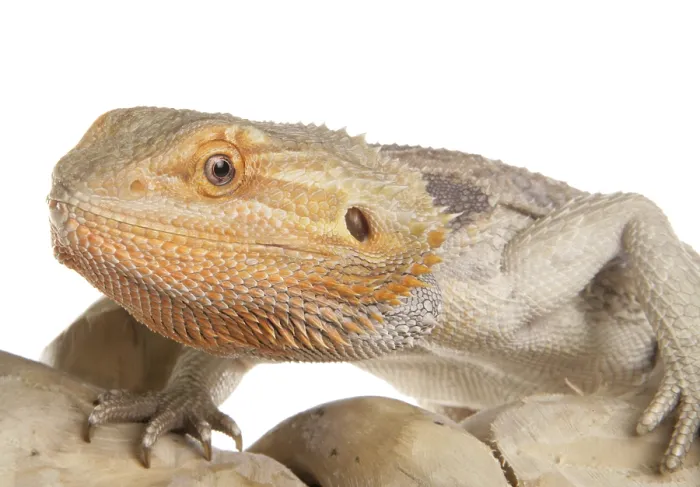 Framed Print : Inland Bearded Dragon (Pogona vitticeps), adult