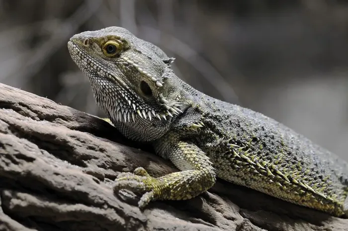 Framed Print : Inland - or Central Bearded Dragon (Pogona vitticeps)