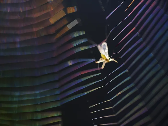 Framed Print : Insect caught in coloured spider's web in backlight Framed Print : Insect caught in coloured spider's web in backlight