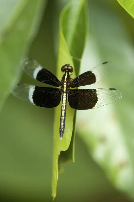 Framed Print : Insect, Dragonfly, Dudhwa National Park Framed Print : Insect, Dragonfly, Dudhwa National Park