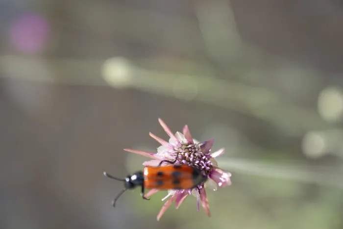 Framed Print : Insect feeding on a flower in nature