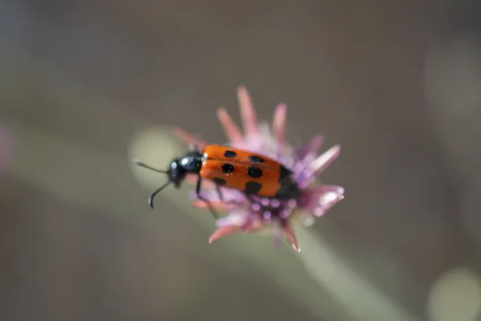 Framed Print : Insect feeding on a flower in nature
