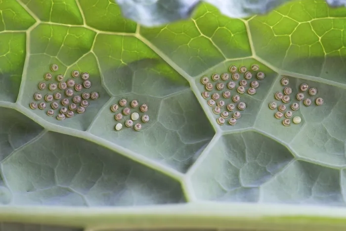 Framed Print : Insect indeterminate, eggs, on palm kale (Brassica oleracea var) Framed Print : Insect indeterminate, eggs, on palm kale (Brassica oleracea var)