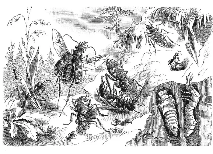 Framed Print : Insect, northern dune tiger beetle (Cicindela hybrida)