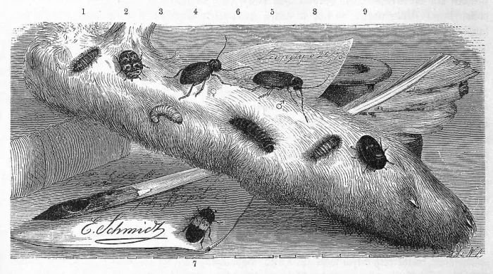 Framed Print : Insects, 1-2. cabinet beetle, Anthrenus museorum Framed Print : Insects, 1-2. cabinet beetle, Anthrenus museorum