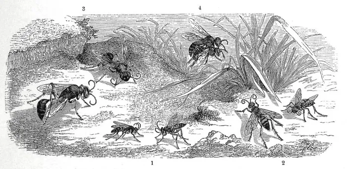 Framed Print : Insects, 1-2. common spider wasp Framed Print : Insects, 1-2. common spider wasp