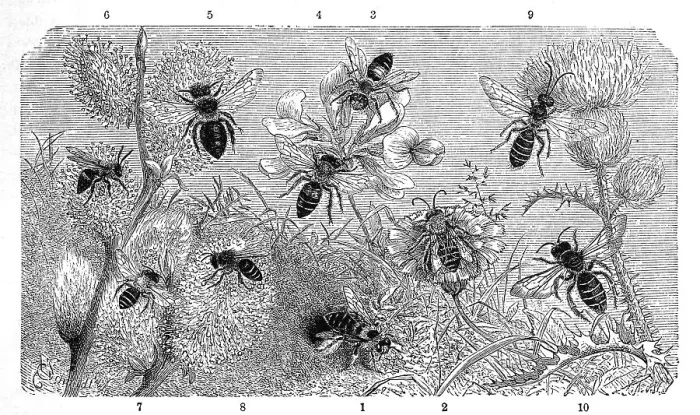 Framed Print : Insects, 1-2. pantalon bee (Dasypoda hirtipes) Framed Print : Insects, 1-2. pantalon bee (Dasypoda hirtipes)