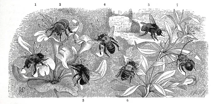 Framed Print : Insects, 1, 2. rough-haired furry bee
