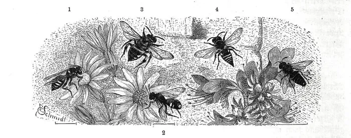 Framed Print : Insects, 1-2. white-spotted wasp bee Framed Print : Insects, 1-2. white-spotted wasp bee