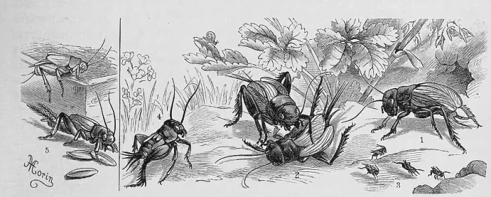 Framed Print : Insects, 1-4. field cricket (Gryllus campestris) Framed Print : Insects, 1-4. field cricket (Gryllus campestris)