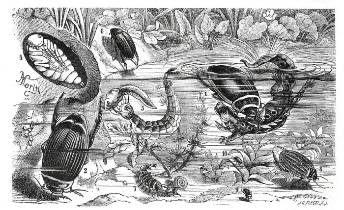 Framed Print : Insects, 1-5, fringed filamentous water beetle