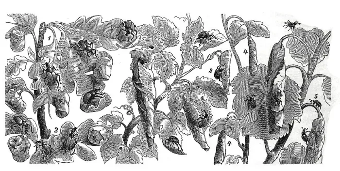 Framed Print : Insects, 1. aster weevil, Attelabus curculionoides Framed Print : Insects, 1. aster weevil, Attelabus curculionoides