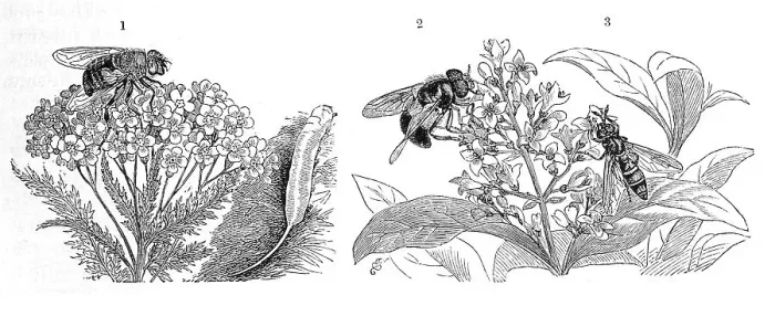 Framed Print : Insects, 1. dronefly (Eristalis tenax)