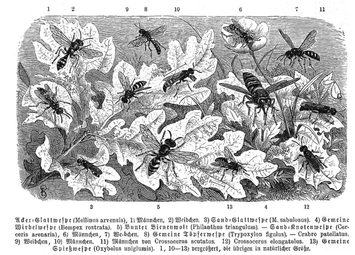 Framed Print : Insects, 1. field digger wasp (Mellinus arvensis)
