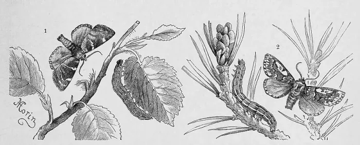 Framed Print : Insects, 1. field owl, Cosmia diffinis