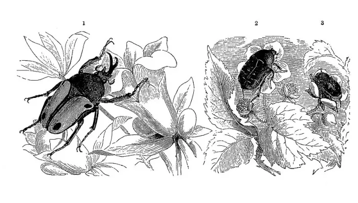Framed Print : Insects, 1, Forked nose, Dicranorrhina smithi