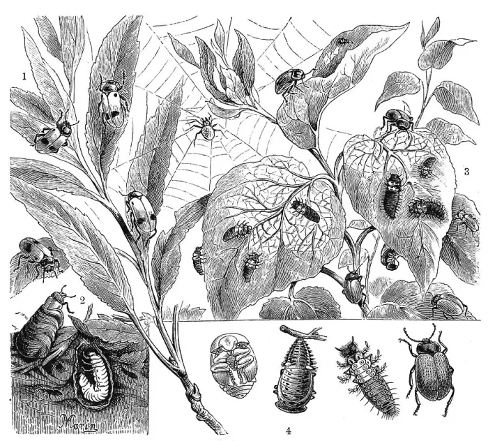 Framed Print : Insects, 1. four-spotted sac beetle