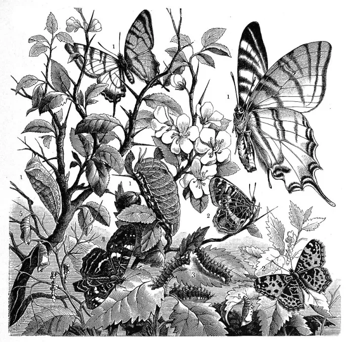 Framed Print : Insects, 1. glider butterfly, Papilio podalirius