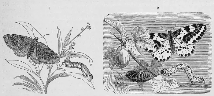 Framed Print : Insects, 1. goosefoot moth, Larentia chenopodiata
