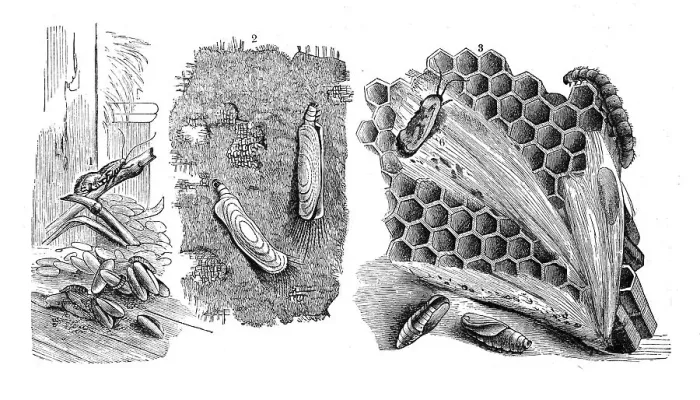 Framed Print : Insects, 1. grain moth, Tinea granella together with caterpillars Framed Print : Insects, 1. grain moth, Tinea granella together with caterpillars