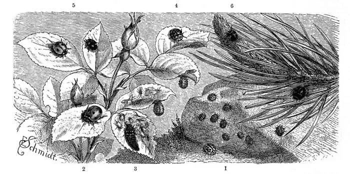 Framed Print : Insects, 1. micraspis duodecimpunctata Framed Print : Insects, 1. micraspis duodecimpunctata