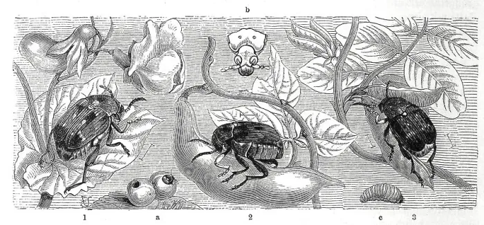 Framed Print : Insects, 1, pea beetle, Bruchus pisi, 2