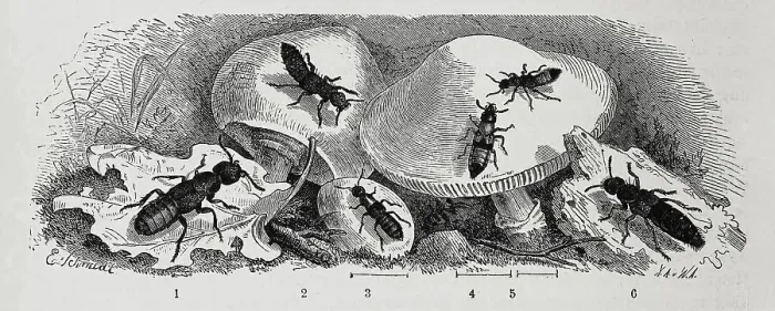 Framed Print : Insects, 1. stinking fashion beetle, 2 Framed Print : Insects, 1. stinking fashion beetle, 2
