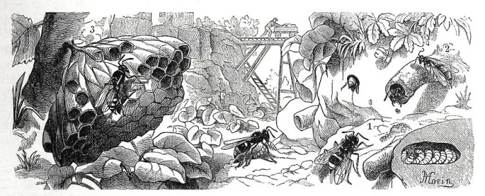 Framed Print : Insects, 1. wall wasp, Odynerus parietum