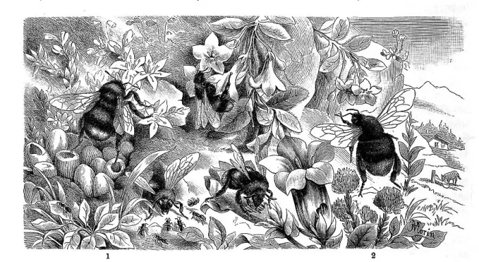 Framed Print : Insects, 1st Earth Bumblebee (Bombus lapidarius) Framed Print : Insects, 1st Earth Bumblebee (Bombus lapidarius)
