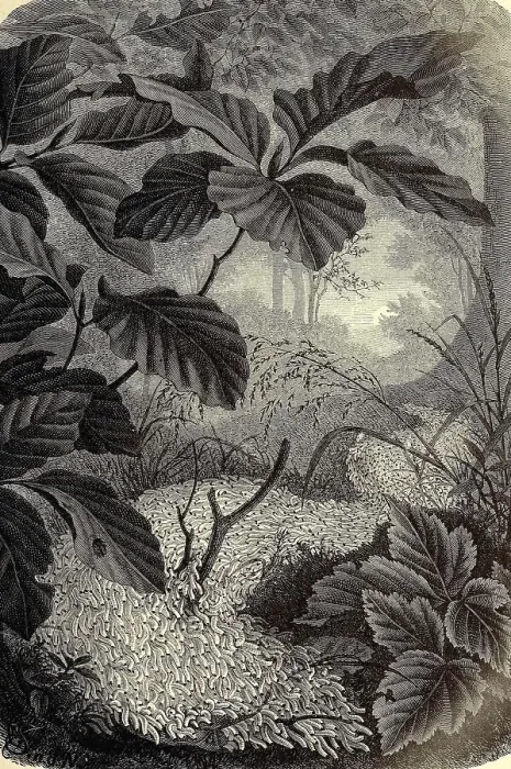 Framed Print : Insects, armyworm, larvae of the fungus gnat