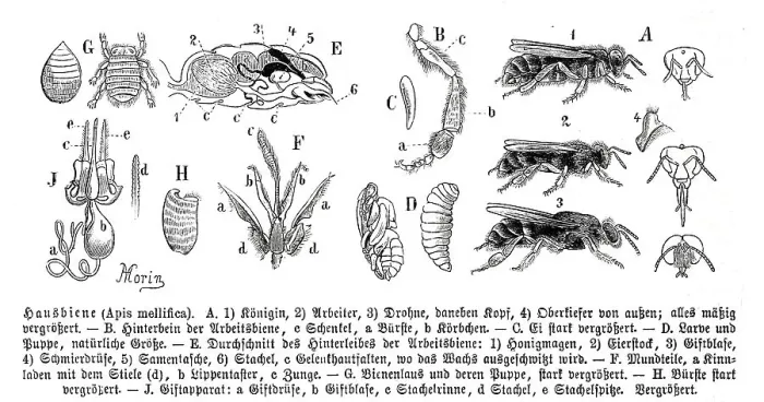 Framed Print : Insects, Bee (Apis) mellifica, Historical Framed Print : Insects, Bee (Apis) mellifica, Historical