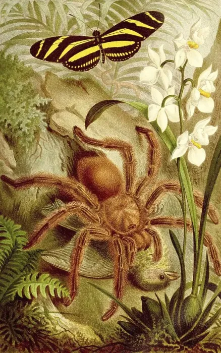 Framed Print : Insects, Bird spider, mexican redknee tarantula (Brachypelma smithi) Red-kneed bird spider