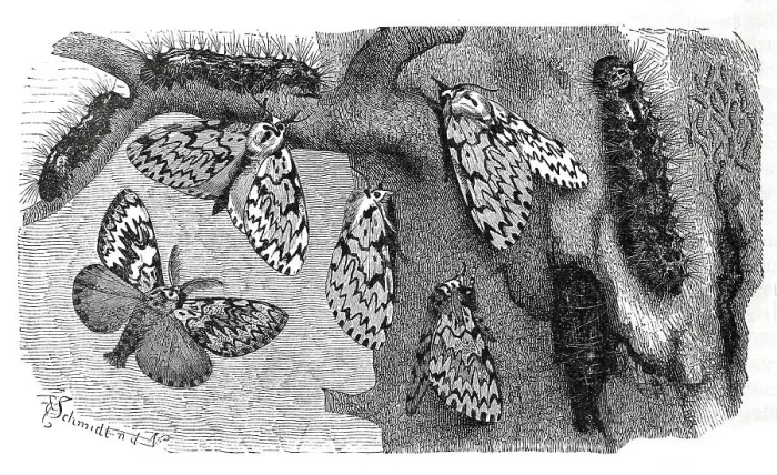 Framed Print : Insects, black arches (Lymantria monacha) is a butterfly