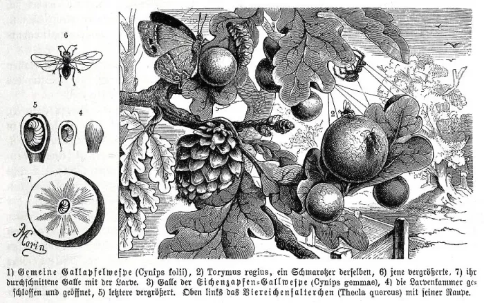 Framed Print : Insects, Common gall wasp, Cynips folii and Torymus regius Framed Print : Insects, Common gall wasp, Cynips folii and Torymus regius
