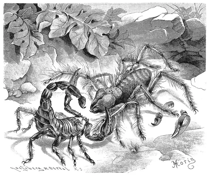 Framed Print : Insects, common roller spider, Solpuga or Galeodes araneoides