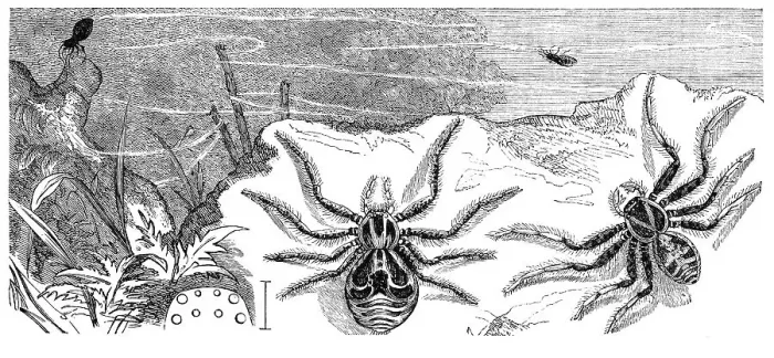 Framed Print : Insects, crab spider, Thoisus viaticus Framed Print : Insects, crab spider, Thoisus viaticus